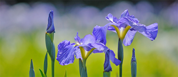 アヤメ 花の写真 アダージョフラワーズギャラリー