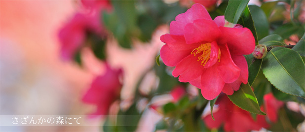 森の さざんか 花の写真 アダージョフラワーズギャラリー