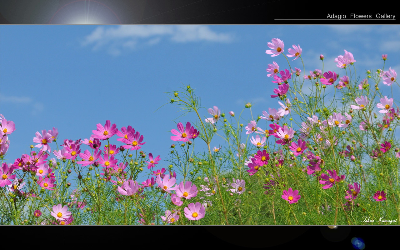 コスモスの壁紙 花の写真 アダージョフラワーズギャラリー