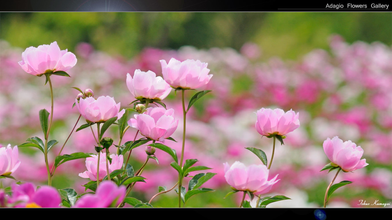 芍薬の壁紙 花の写真 アダージョフラワーズギャラリー