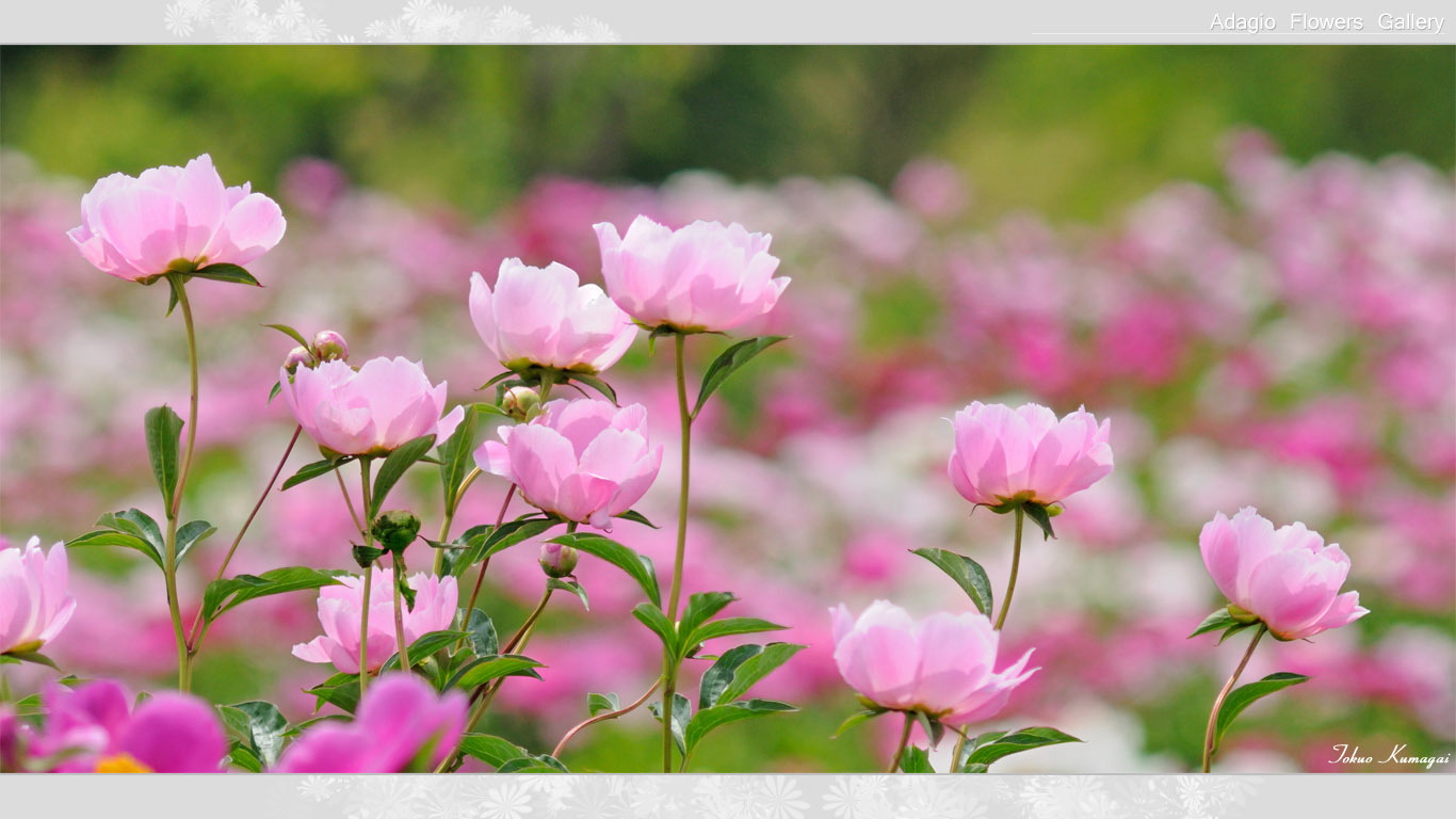 芍薬の壁紙 花の写真 アダージョフラワーズギャラリー